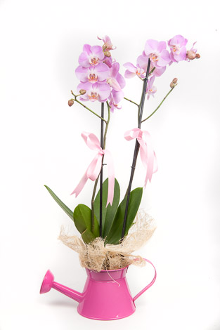 Double Pink Orchids in Pot